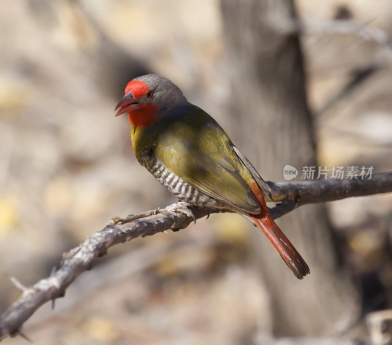 Green-Winged Pytilia